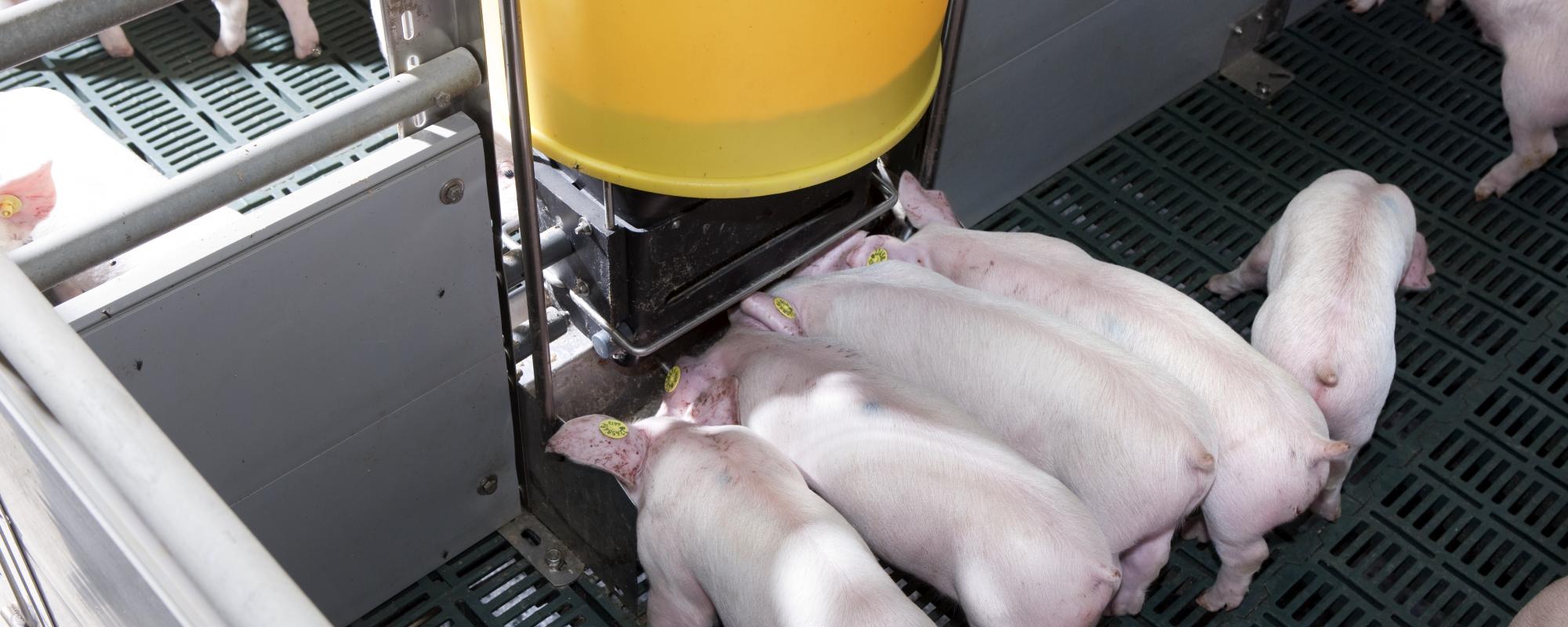 Feeding systems for pigs