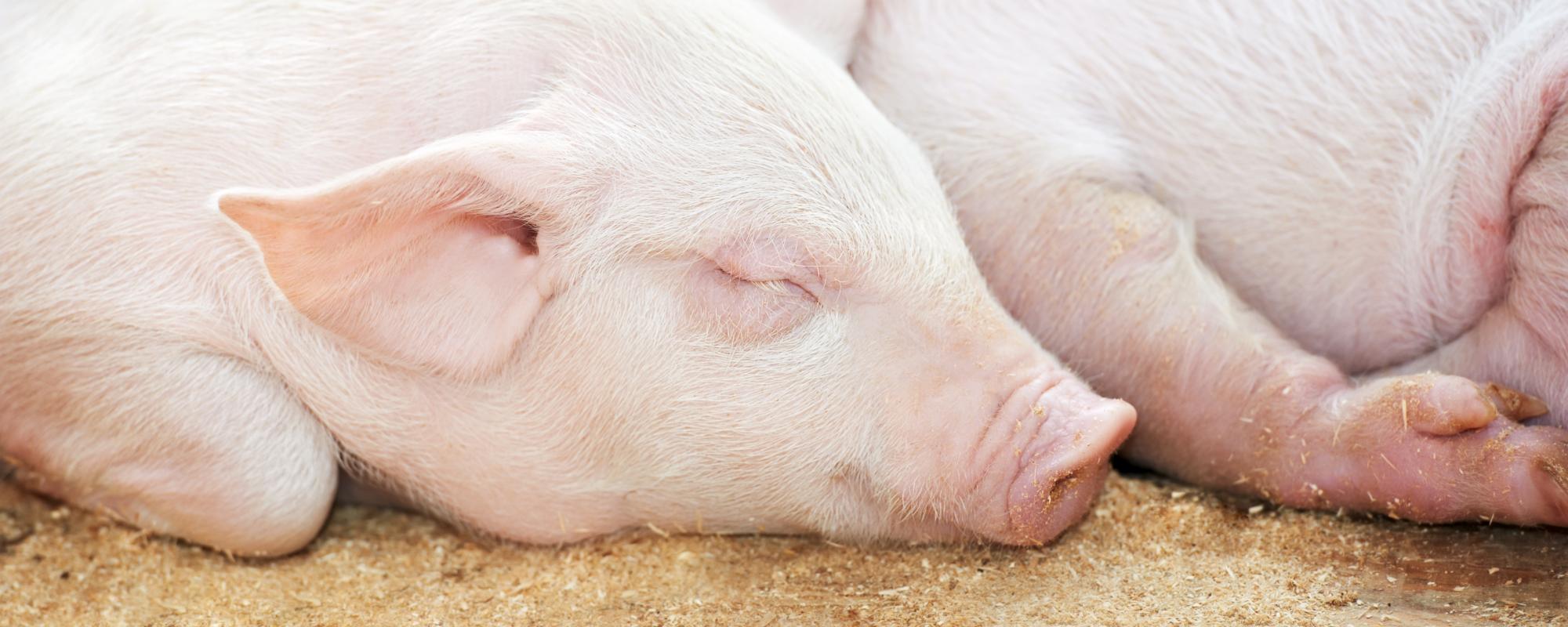 What is the normal body temperature range of a pig?