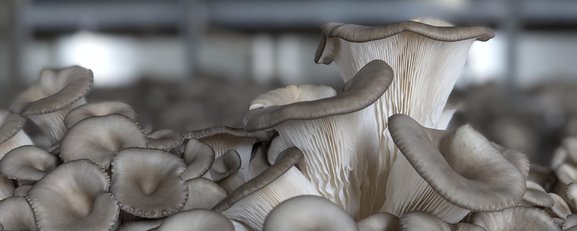 Oyster mushroom - Exotic mushroom