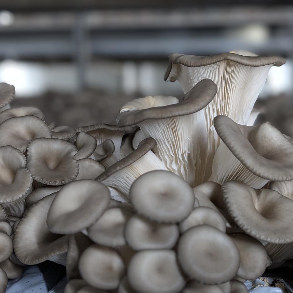 Oyster mushroom - Exotic mushroom